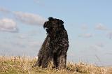 BOUVIER DES FLANDRES 261